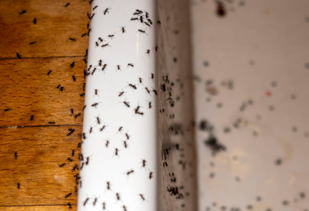 Best Best Pest Control Near Me  in Bushnell, FL