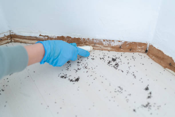 Best Insect Control  in Bushnell, FL